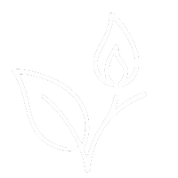 leaf with branch in a white line